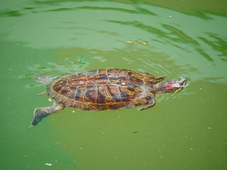 Ulm, Deutschland: Eine ausgesetzte Rotwangen-Schmuckschildkröte