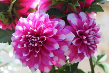 beautiful pink dahlia flower in garden