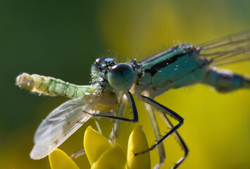 original photos of interesting moments from the life of insects close-up