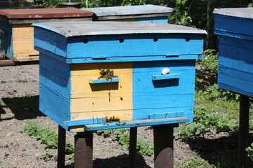 bee hives in the field