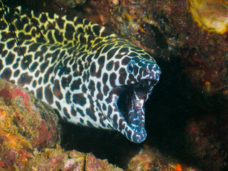 Honeycomb moray lurking under the wreckage