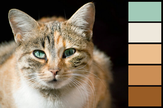 Cute lovely rufous colorful cat animal with green eyes on black background. Color palette swatches, natural combination of brown and beige colors, inspired by nature.
