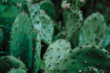 Decorative green house cacti. Street cacti with drops.