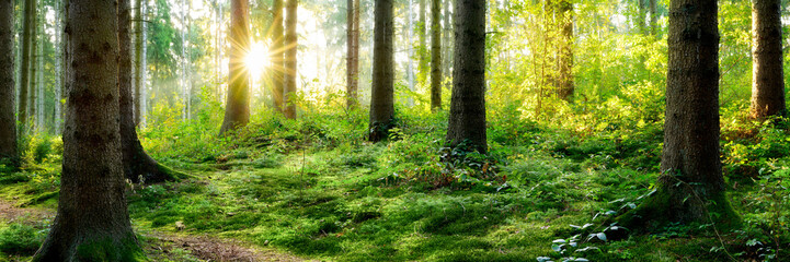 Panorama vom Wald im Sommer mit heller Sonne, die durch die Bäume strahlt und Sonnenstrahlen im...