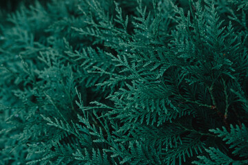 Decorative juniper Bush. Coniferous home plant with water drops.