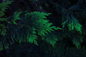 Fototapeta na wymiar Simple evergreen conifer leaf with beautiful blue and green colours 
