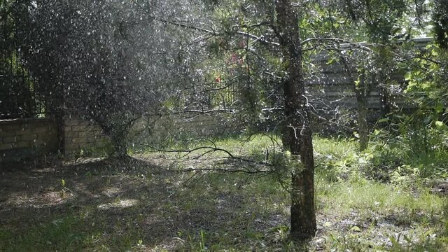 Funny dog is playing with a garden hose. Jumps, runs grabbing a stream of water