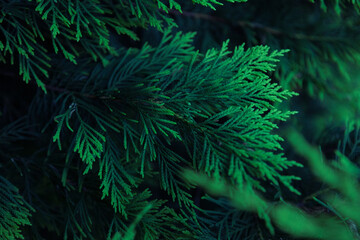 Evergreen conifer leaf with beautiful blue and green colours 