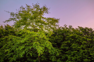 Fototapeta premium Gleditsia Triacanthos Sunburst tree infront of minimal row of conifers during purple sky summer sunset