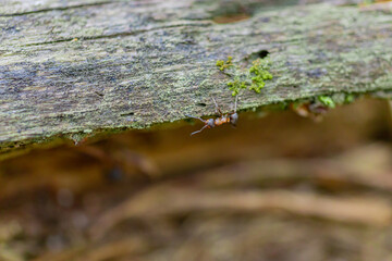 ant on a tree