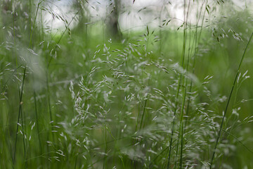 green grass with dew