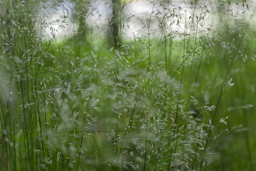grass in the wind