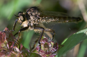 original photos of interesting moments from the life of insects close-up