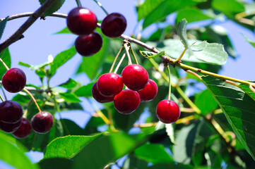 Large red cherry on a branch of a cherry tree glows in the rays of the morning summer sun