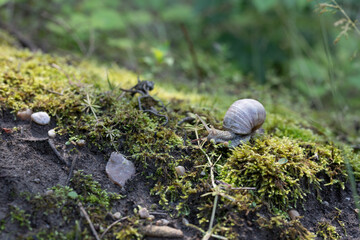 Snail