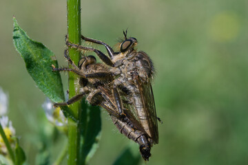 original photos of interesting moments from the life of insects close-up