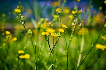 View to yellow wildflowers in front of unfocussed purple lavender in the background.