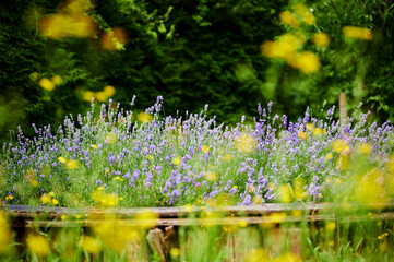 View to lush lavender (Lavandula angustifolia) between yellow blurred wildflowers. The focus is on the middle image plane.