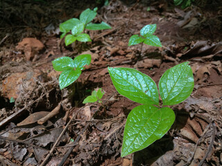 young plant in the ground