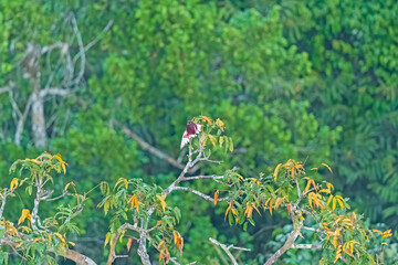 Pompadour Cotinga in an Amazon Rainforest Tree