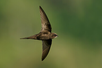 Common swift (Apus apus)