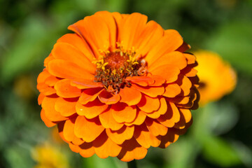 orange dahlia flower