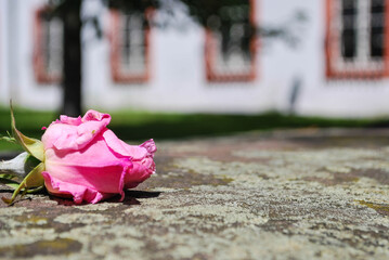 rose on vintage wall