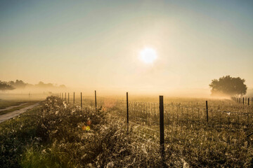 sunrise over the field