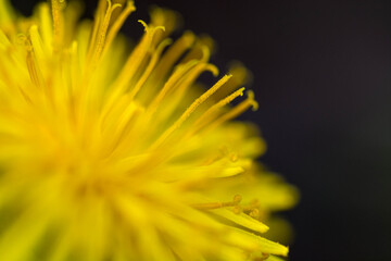 yellow flower macro