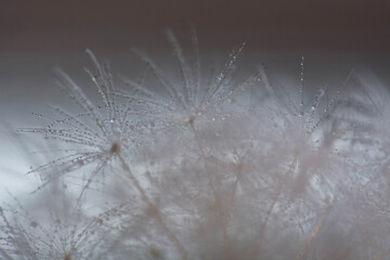 dandelion seed head