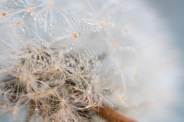 dandelion seed head