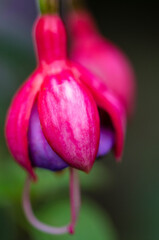 pink tulip closeup