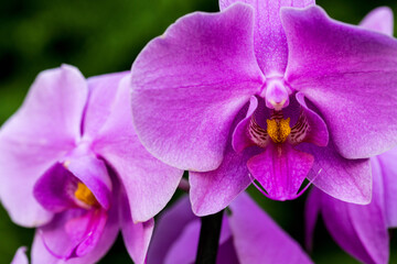 purple and violet orchid