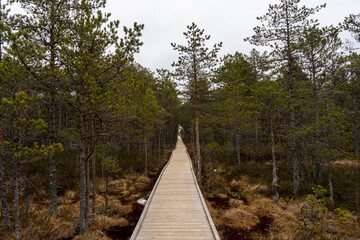 Fototapeta na wymiar Viru raba (Viru bog) trail in Estonia in Lahemaa National Park, near to Tallinn. Wooden pathway between tall trees in the foggy winter day. 