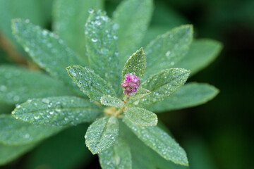 rain drops on a flower