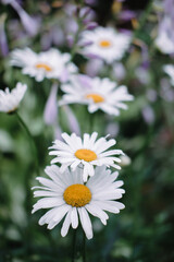 Obraz premium Flowers of decorative chamomile. A flowerbed with beautiful yellow and white flowers.