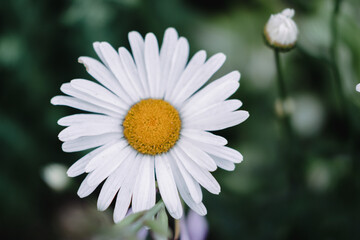 Flowers of decorative chamomile. A flowerbed with beautiful yellow and white flowers.