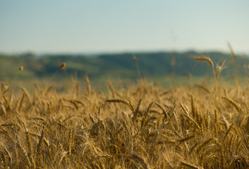 Obraz premium Close up of wheat ears against defocused blue sky. Agricultural background image