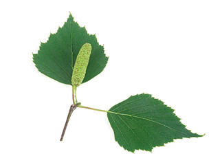 Green birch bud and leaves isolated on white background