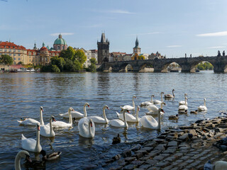 Swans on the Vltava River in Prague