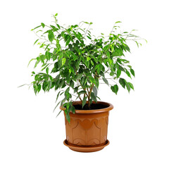 Ficus benjamina in a brown pot isolated on a white background. House plant.Pot with ficus