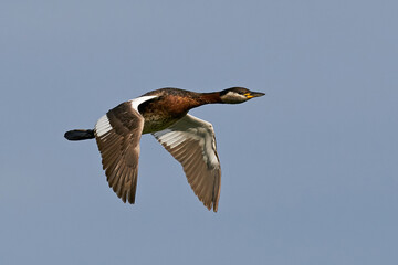 Red-necked grebe (Podiceps grisegena)