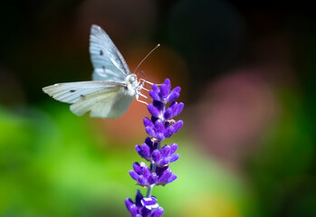 beautiful white butterfly stops on purple lavender in the garden