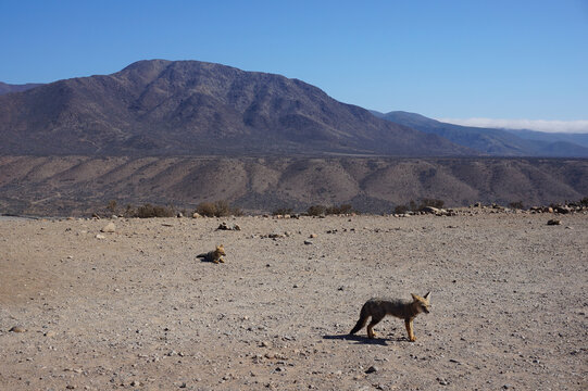 Zorros en Chile en el desierto cerca de la carretera