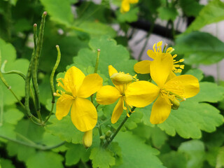 Chelidonium flowers