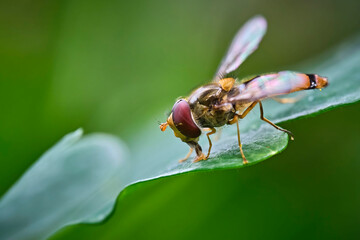 Hainschwebfliege ( Episyrphus balteatus ).