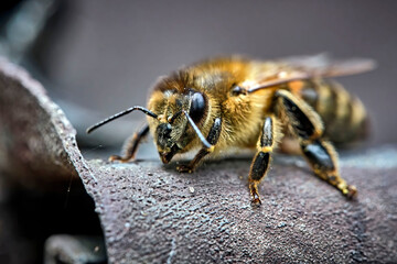 Westliche Honigbiene ( Apis mellifera ), Europäische Honigbiene .