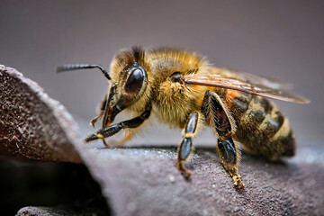 Westliche Honigbiene ( Apis mellifera ), Europäische Honigbiene .