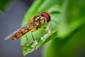 Hainschwebfliege ( Episyrphus balteatus ).