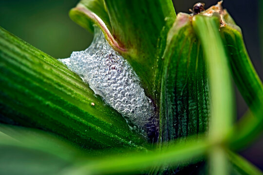 Schaumh&uuml;lle Schaumwolke Kuckucksspeichel Kuckckusspucke einer Schaumzikade ( Aphrophoridae ).